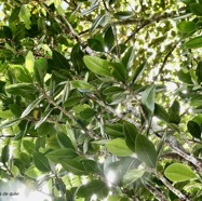 Turraea ovata  Bois  de  quivi .petit quivi .meliaceae.endémique Réunion Maurice. (3).jpeg